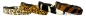 Animal Leopard Hundenylonhalsband (Details)