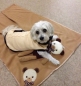 dog blanket Teddy