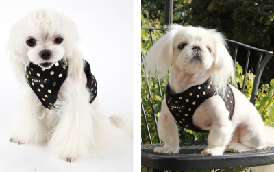 puppia dotty harness