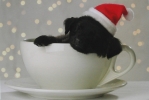 Christmas Cards